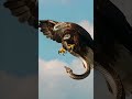 Super Close Up Shot An Eagle Is Flying Away Holding A Snake The Snake Is Moving Alive Eagle Snake