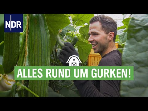 , title : 'Schlank, knackig, grün: Gurken vom Anbau bis zum Einlegen | Die Nordreportage | NDR'