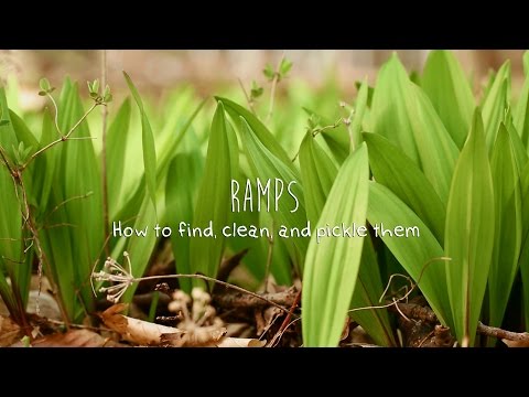 download lagu mp3 mp4 Dried Ramps For Sale, download lagu Dried Ramps For Sale gratis, unduh video klip Dried Ramps For Sale