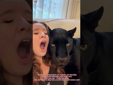 Just a big cat.😻#bigcat#funnyanimals#tiger#leopard