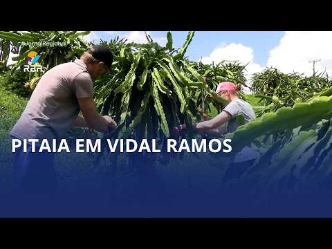 Casal de Vidal Ramos transforma pitaias em fonte de renda extra