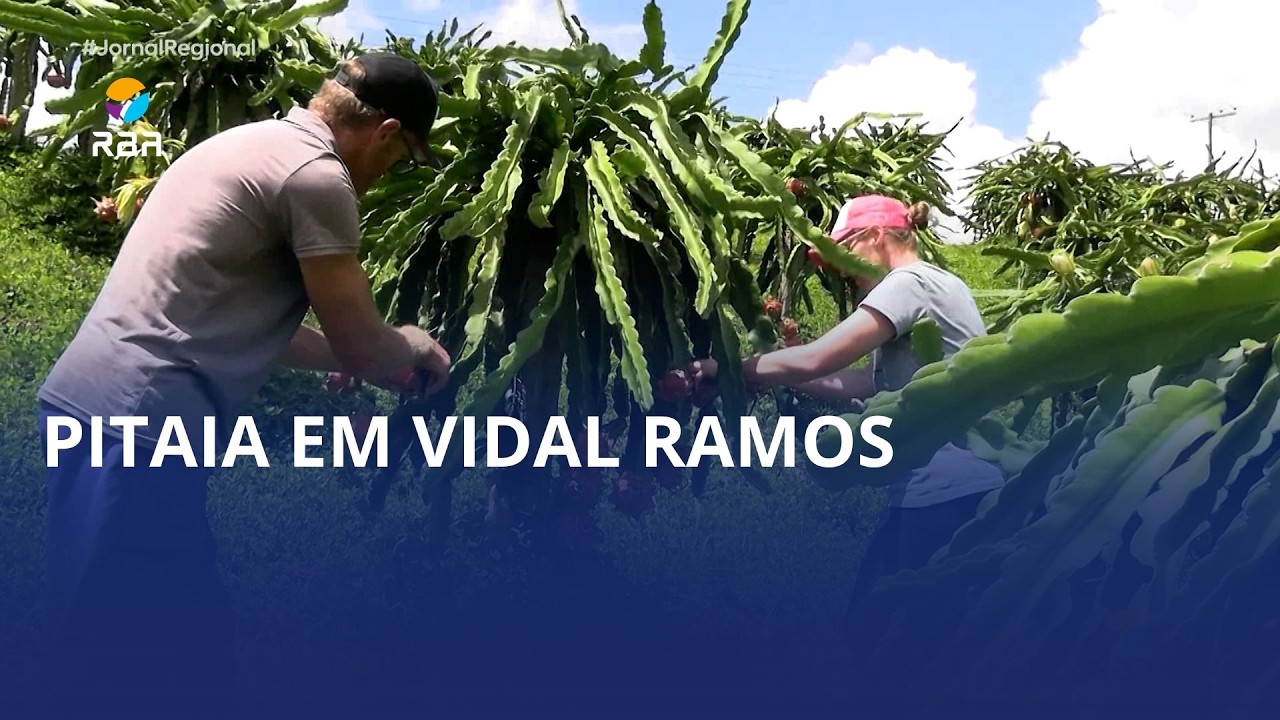 Cultivo começou há três anos e produção cresce a cada safra.
