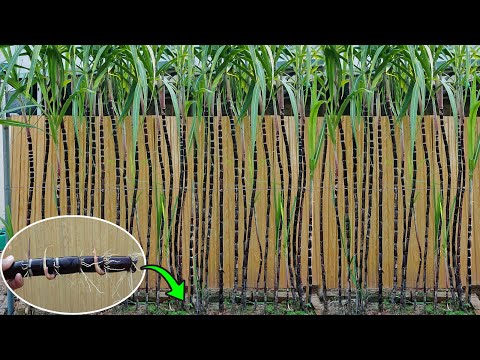 Method of growing sugar cane from cutting at home, High yield and fast harvest