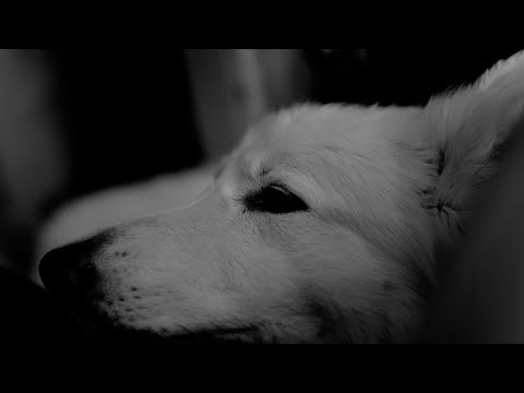 SMOLIK//KEV FOX - 5 Days (Official Video)