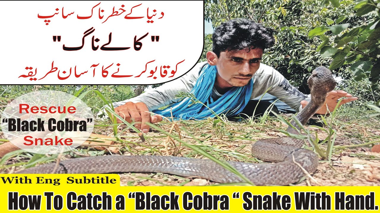 Indian Cobra Spectacled Cobra guide