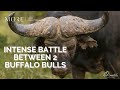 Battle Between Two Giants Of Africa Buffalo Bulls Go Head To Head