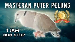 Download lagu Suara Burung Puter Pelung mp3 Download lagu Suara Burung Puter Pelung mp3