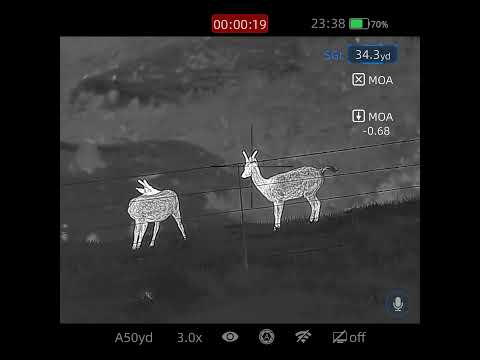 Pest control fallow deer 22lr 40gr subsonic. Infiray Rico mk2 rh50r #infiray