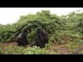 Rwanda Mountain Gorilla Fight