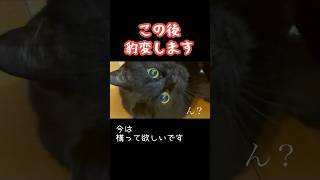 このあと激戦になります🐈‍⬛ #猫 #黒猫 #猫動画