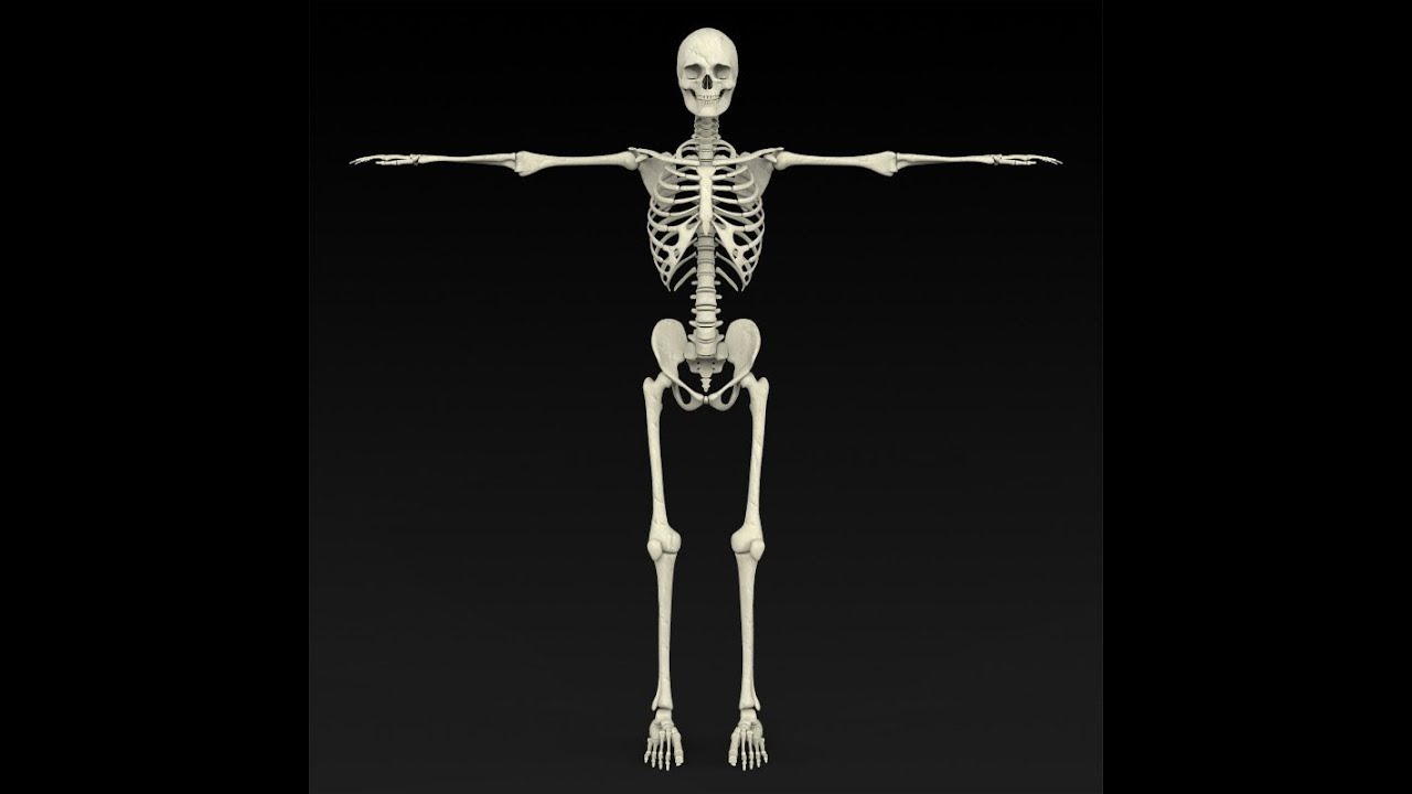 3dmodel realistic human skeleton at 3dexport.com