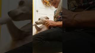 Video preview image #1 ShiChi Puppy For Sale in York, SC, USA