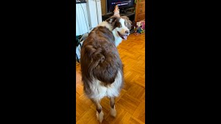 Dog that gets angry at Happy Birthday Song.  ハッピーバースデーの歌を歌うと怒り出す犬。 #shorts #dog