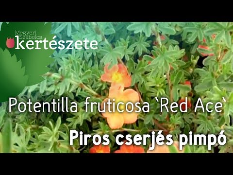 download lagu mp3 mp4 Red Potentilla, download lagu Red Potentilla gratis, unduh video klip Red Potentilla