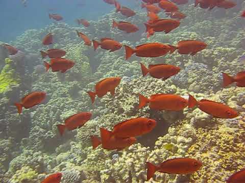 Scuba Diving Somabay Big Eye Fish with Tarek