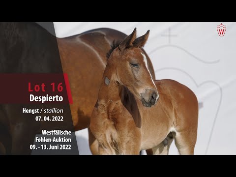 Fohlen-Auktion Lot 16 Despierto Hengst v. Diaron - Balou du Rouet