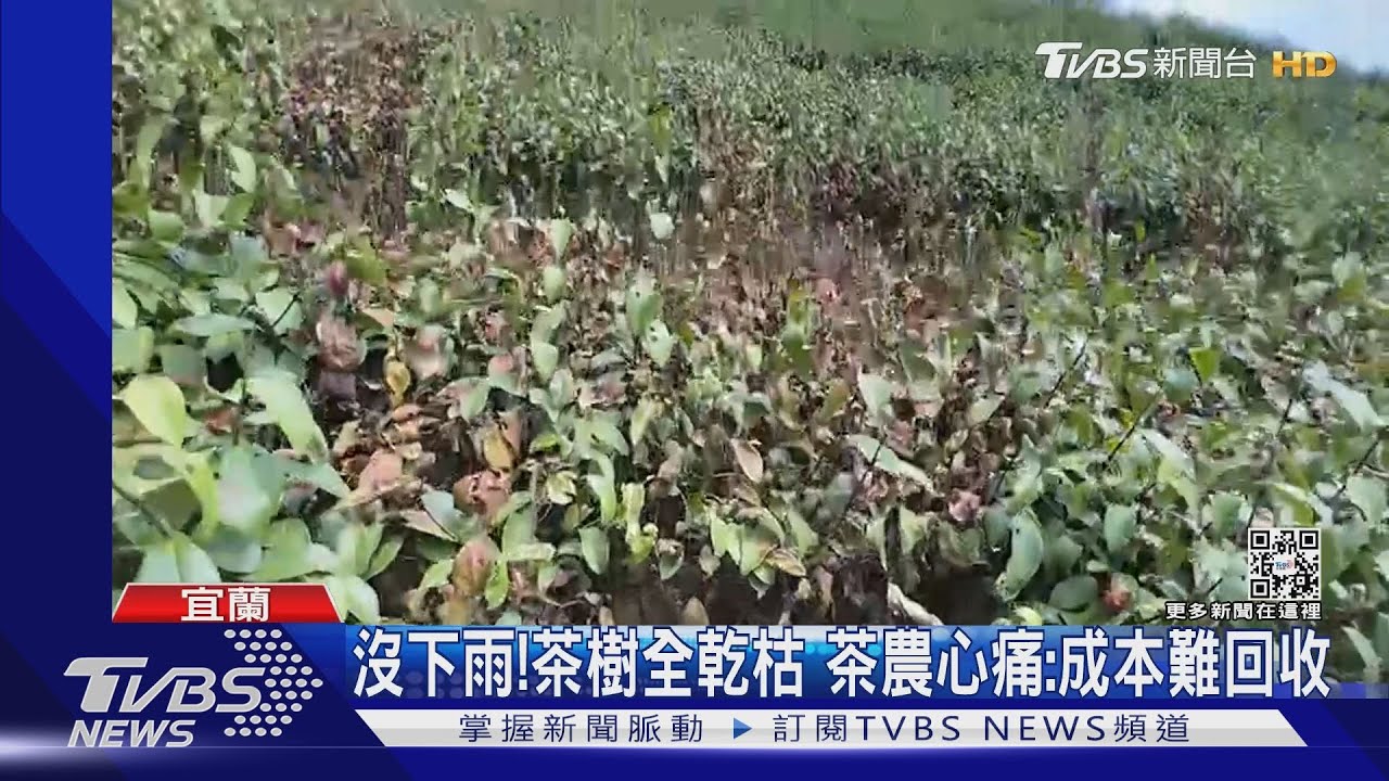 沒下雨！茶樹全乾枯　茶農心痛：成本難回收