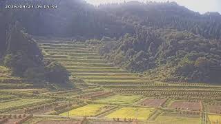 大蕨の棚田