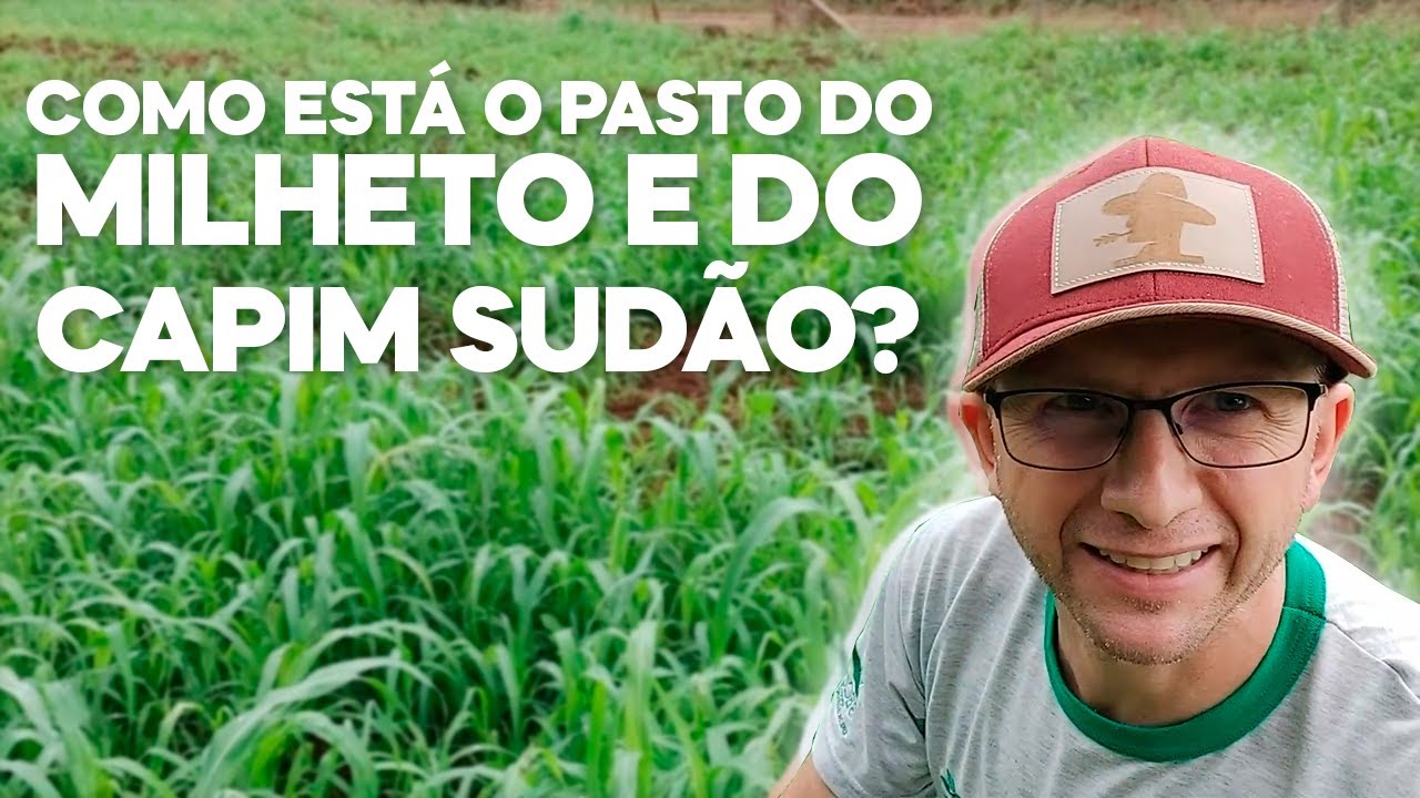 Tá pronto pro pastejo.... Milheto ADR 500 X Capim Sudão BRS Estribo