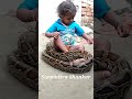 Indian Rock Python And Baby Boy Snake Shorts