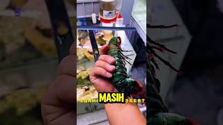 Download lagu MAU DIKASIH MAKAN UDANG EH MALAH PINDAH ALAM #shorts #mancing #fishing mp3