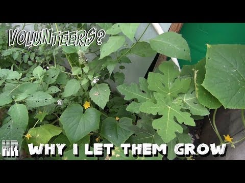 , title : '⟹ Volunteers in the Greenhouse | why i let them grow | Tomato, pepper, cucumbers'