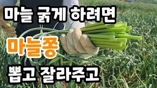 마늘쫑 뽐고 잘라주고 그래야 마늘이 굵어진다