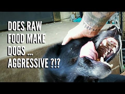 YouTube video about: Does raw meat make dogs aggressive?