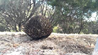 preview picture of video 'A close encounter with an Echidna'