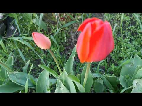 Tulipán kert drón felvétel 😄