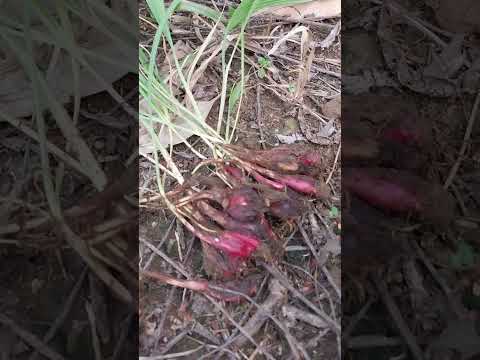 BAWANG DAYAK ATAU BAWANG TIWAY