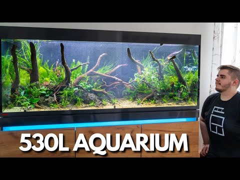 Set up an XXL Nature Aquarium! Eheim Incpiria 530