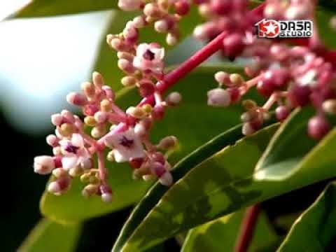 Rusyati - Kutut Manggung Komplit