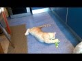Кошачья мята 