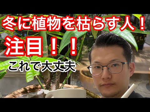 植物は冬の覆いの下で水をやるべきですか？はい、いいえ!  庭園