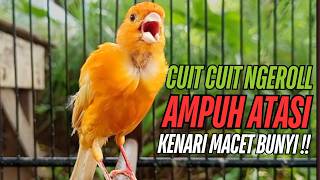 Download lagu SUARA Kenari GACOR PANJANG Pancingan & masteran Kenari Paud AGAR gacor AMPUH Kenari MACET bunyii mp3