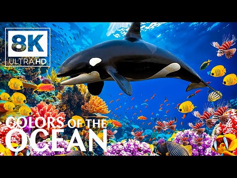 Life Of The Ocean 8K (ULTRA HD) - Marine Species With Relaxing Music And Ocean Sounds