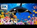 Life Of The Ocean 8K ULTRA HD Marine Species With Relaxing Music And Ocean Sounds