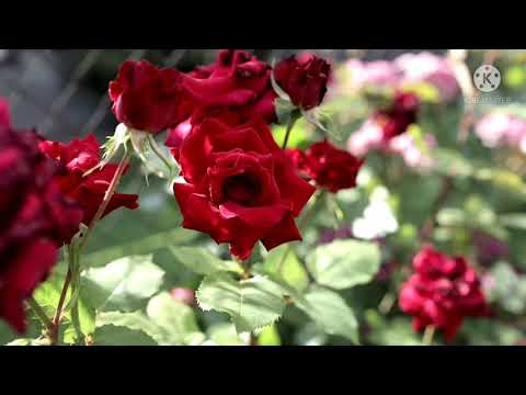 beautiful rose flowers in nature scenery