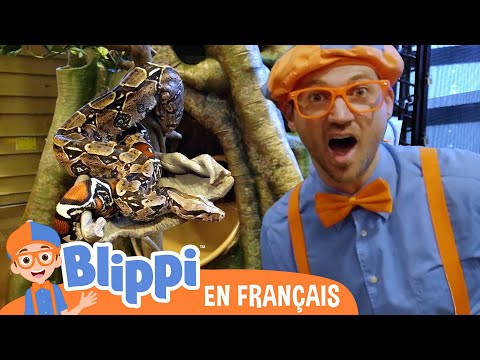 Blippi au zoo - Nourrir les animaux | Blippi en français | Vidéos éducatives pour les enfants