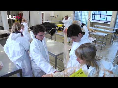 download lagu mp3 mp4 Ecole Veterinaire Cureghem, download lagu Ecole Veterinaire Cureghem gratis, unduh video klip Ecole Veterinaire Cureghem