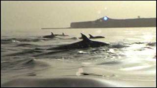 preview picture of video 'Puerto Piramides y las orcas /  NV produccion Independiente.'