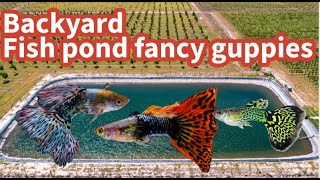 ഫിഷ് പോണ്ട് ഫാൻസി ഗപ്പികൾക്ക് നല്ലതാണോ? Fancy Guppies in Backyard Fish Pond