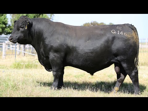 GRANITE RIDGE QUINCY Q146