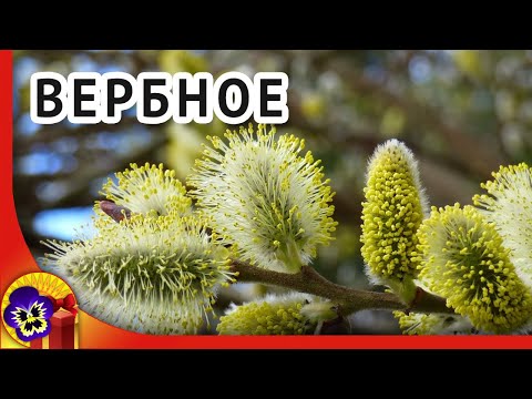 Вербное воскресенье. Красивое поздравление с вербным воскресеньем. Видео открытка