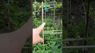 Punta ako garden ko at manguha talbos kamote gugulayin ko guys