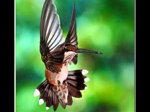 Espelho da Alma - Paramahansa Yogananda