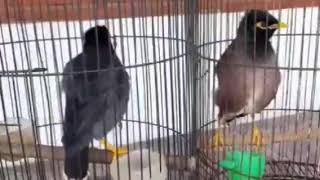 Download lagu JALAK KEBO VS JALAK NIAS SALING SAUT ADU   GACOR SUARA VARIASI ISIAN mp3