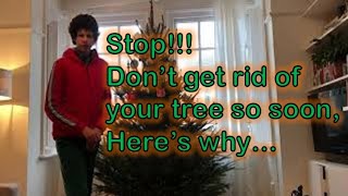 Don’t get rid of your Christmas tree yet, here’s why...