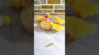 Turn Waste Bottles into Poultry Feeders | Easy DIY Chicken &amp; Duck Feeder #diytools